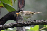 Greenish warbler