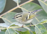 Lemon-rumped warbler