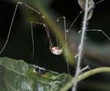 Harvestman, Opiliones, Leiobunum sp