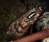 Stiletto Fly, Thereva sp, male