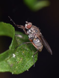 Root-maggot Fly, cf Hylemya