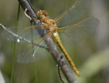 Redveined Meadowhawk