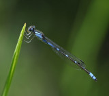 Tule Bluet