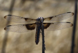 Widow Skimmer, female