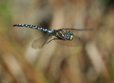 Paddle-tailed Darner