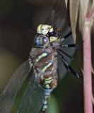 Paddle-tailed Darner w/prey