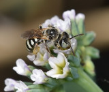 Mining Bee, female
