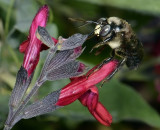Bumblebee, sp.jpg