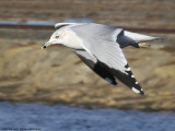California Gull.jpg
