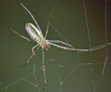Dome-web Spider.JPG