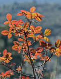 Poison Oak.JPG