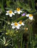 Small-flowered Linanthus.jpg