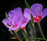 Winecup Clarkia, Clarkia rubicunda.jpg