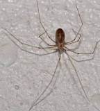 Long-bodied Cellar Spider, Pholcus phalangioides