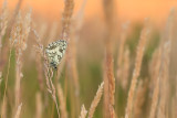 Polowiec szachownica (<i>Melanargia galathea</i>)