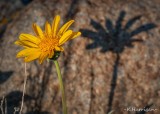 Arrowleaf Balsam Root