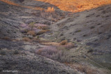 Desert Flora - Early Spring