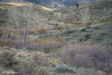 Spring Foothills, Carson Range