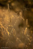 Meadow Banquet