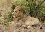 Leeu / Lion