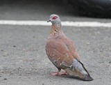 Kransduif / Speckled Pigeon