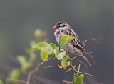 Koningrooibekkie / Pin-tailed Whydah