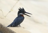 Reusevisvanger / Giant Kingfisher