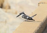 Bontvisvanger / Pied Kingfisher