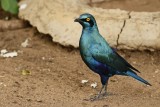 Groot-Blouoorglansspreeu / Greater Blue-eared Starling