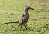 Rooibekneushoringvoël / Southern Red-billed Hornbill