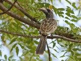 Grysneushoringvoël / African Grey Hornbill