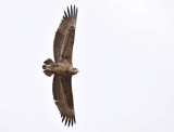 Berghaan / Bateleur