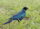 Grootglansspreeu / Burchells Starling