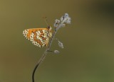 Veldparelmoervlinder / Glanville Fritillary