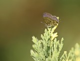 Sebrabloutjie / Common Zebra Blue