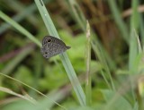 Vuilringetjie / Bushveld Ringlet