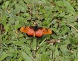 Mosaiek-rooitjie / Natal Acraea