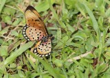 Mosaiek-rooitjie / Natal Acraea