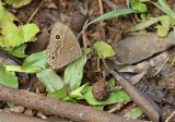 Moeraswagter / Eyed Bush Brown