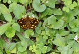 Reënwoud-Walsertjie / Gold Spotted Sylph