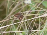 Swart Hotnot / Dark Hottentot Skipper