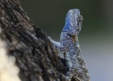 Bloukopkoggelmander / Blue-headed Tree Agama