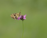 Purperstreepparelmoervlinder / Lesser Marbled Fritillary