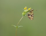 Purperstreepparelmoervlinder / Lesser Marbled Fritillary