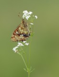 Purperstreepparelmoervlinder / Lesser Marbled Fritillary