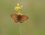 Purperstreepparelmoervlinder / Lesser Marbled Fritillary