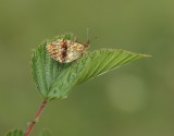 Purperstreepparelmoervlinder / Lesser Marbled Fritillary