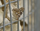 Distelvlinder / Painted Lady