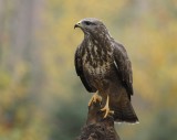 Buizerd / Common Buzzard