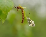 Oranjetipje / Orangetip, Orange Tip
